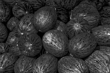 Toplu olarak olgunlaşmış kavun. 