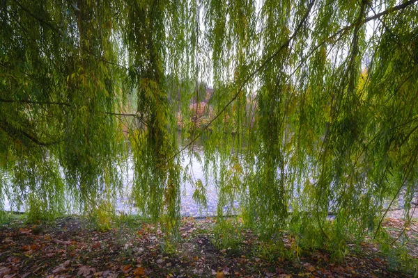 A curtain of leaves. A willow. — Stock Photo, Image