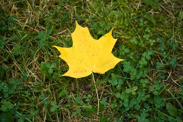 The maple leaf on the grass. Autumn.