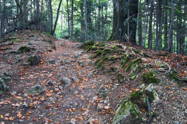 Pieniny Milli Parkı, Polonya güneşli Eylül günde güzel manzara