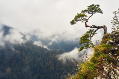 Eylül gün yağmurlu ve sisli üst kısmında Sokolica dağ, Pieniny Milli Parkı, Polonya, yalnız eski çam