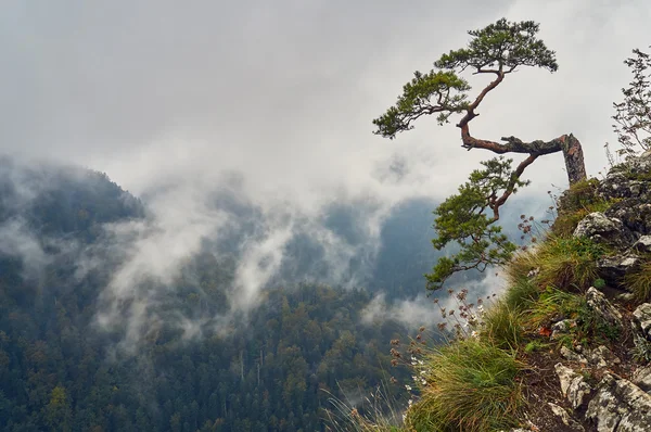 Eylül gün yağmurlu ve sisli üst kısmında Sokolica dağ, Pieniny Milli Parkı, Polonya, yalnız eski çam