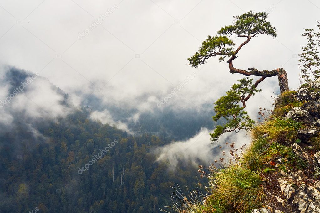 Lonely old pine on the top of Sokolica Mountain, Pieniny National Park, Poland, in rainy and foggy september day
