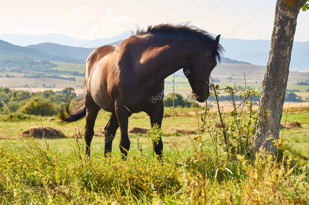 Strong and beautiful horse grazing on a summer meadow, north-western Bulgaria, near the Busintsi village and Tran city