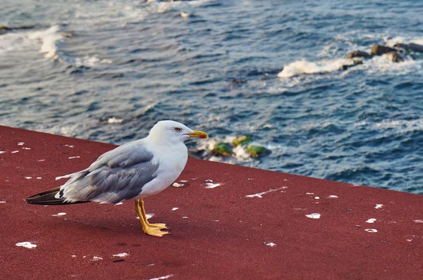 The Seagull on the Black Sea coast, Bulgaria, Sozopol — Stock Photo, Image