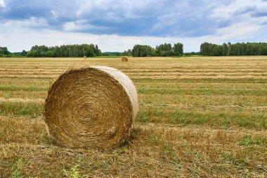 Saman ve buğday alanında yaz sonu Polonya, saman yığını