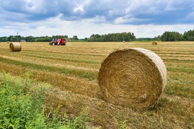 Biale, Polonya - 04 Ağustos 2017: Traktör sahada çalışıyor. Saman ve buğday alanında yaz sonu Polonya, saman yığını