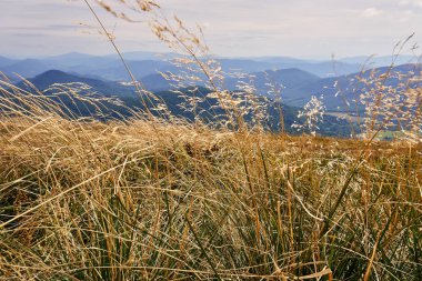 Güzel panoramik Bieszczady Dağlar erken sonbaharda, Bieszczady Milli Parkı (Lehçe: Bieszczadzki Park Narodowy), Polonya.