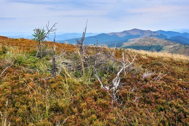 Güzel panoramik Bieszczady Dağlar erken sonbaharda, Bieszczady Milli Parkı (Lehçe: Bieszczadzki Park Narodowy), Polonya.