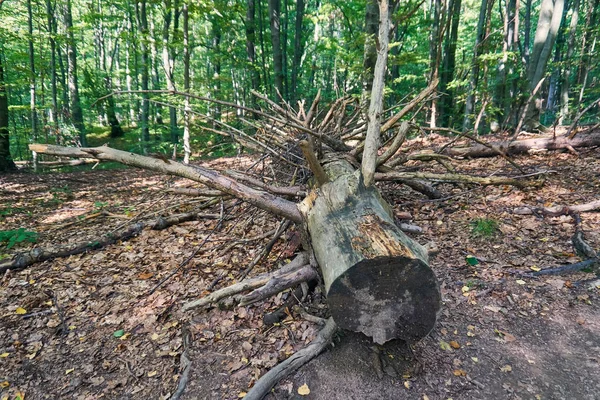 Ormanda. Bieszczady Dağlar erken sonbaharda, Bieszczady Milli Parkı (Lehçe: Bieszczadzki Park Narodowy), Polonya.