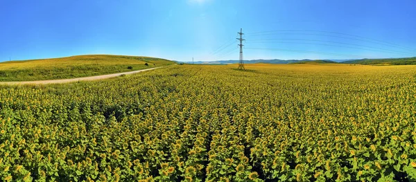 Beautiful futuristic panoramic (360 spherical panorama little planet) aerial drone view to endless fields of blooming sunflower, near Ust-Kamenogorsk (KZ: Oskemen), East Kazakhstan (Qazaqstan) — Stock Photo, Image
