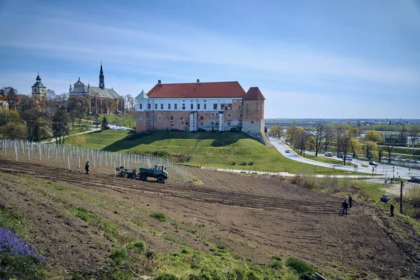 Beautiful panoramic aerial drone view to the Sandomierz Royal Castle - planting vines in the vineyard of St. Jakub - near the monastery and Church of St. Jakub in Sandomierz, Poland — 图库照片