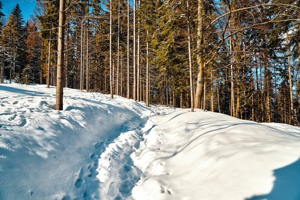 Hermoso paisaje montañoso invernal en el sur de Polonia: el sol, mucha nieve, cielo azul y bosque viejo —  Fotos de Stock