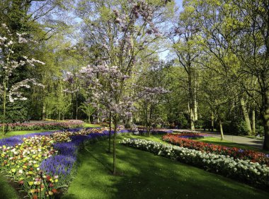 Keukenhof Çiçek Bahçesi