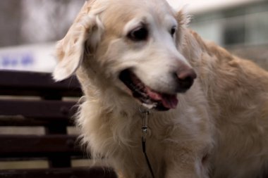 güzel Golden Retriever
