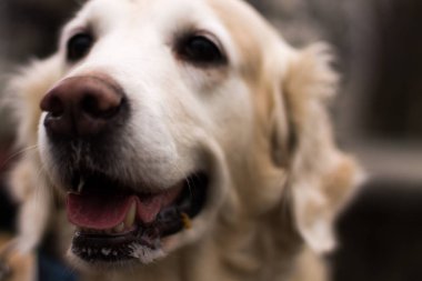 güzel Golden Retriever