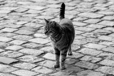 cute cat standing on pavement clipart