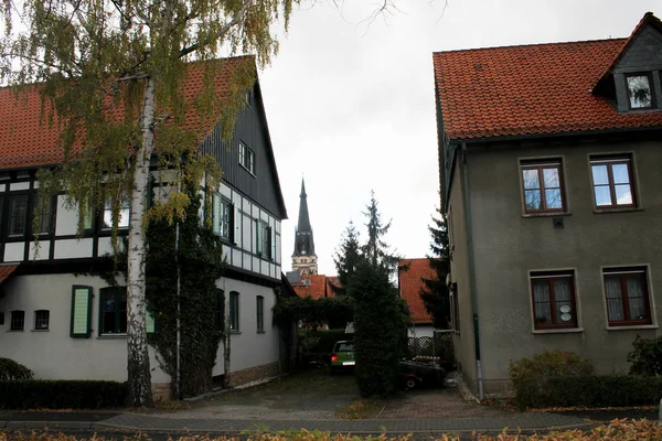 Birke wächst auf Straße — Stockfoto