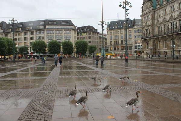 Aves selvagens na praça — Fotografia de Stock