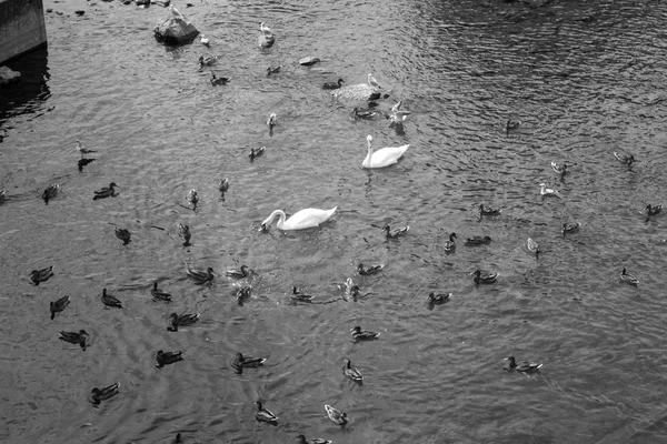 Birds swimming in lake — Stock Photo, Image