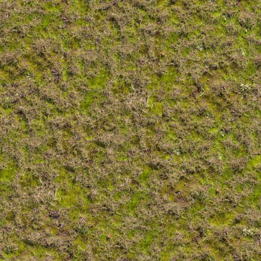 Moss ile çim. Sorunsuz doku.