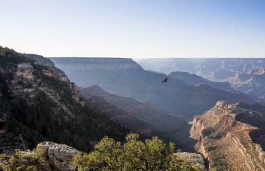 Büyük Kanyon, Arizona, ABD uçan yalnız kartal.