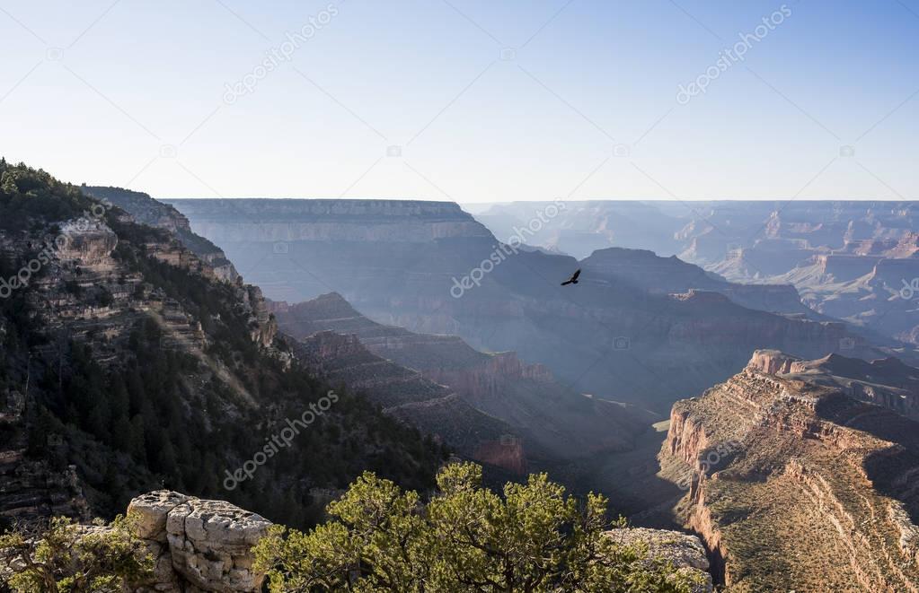Lonely eagle flying over Grand Canyon, Arizona, USA.