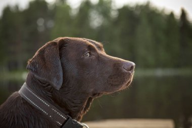 Yüzme sonra kahverengi Labrador. Islak kürk