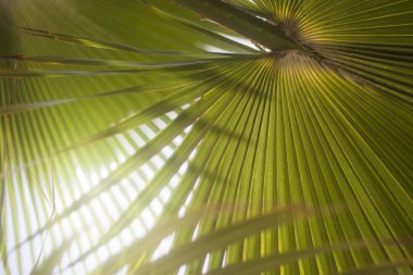 Palmiye ağacı yaprakları ile parlayan güneş. Boşluk Kopyala