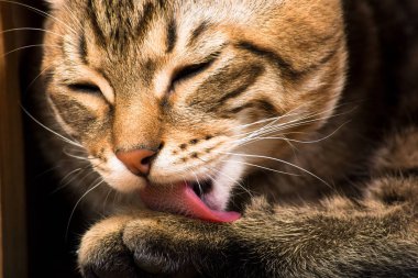 The cat lick its paw with the eyes closed clipart