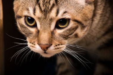 Kızıl saçlı yavru kedi closeup