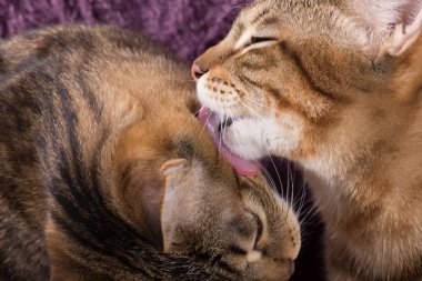 Yedikten sonra kedi yıkama