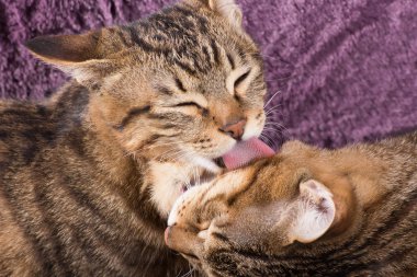 Yedikten sonra kedi yıkama
