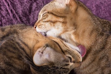 Yedikten sonra kedi yıkama