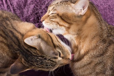 Yedikten sonra kedi yıkama