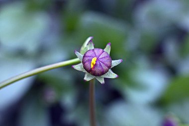 Bahçedeki çiçekler