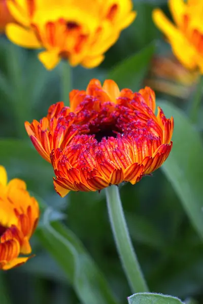 Flowers in garden — Stock Photo, Image