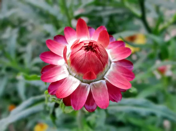 Flowers in garden — Stock Photo, Image