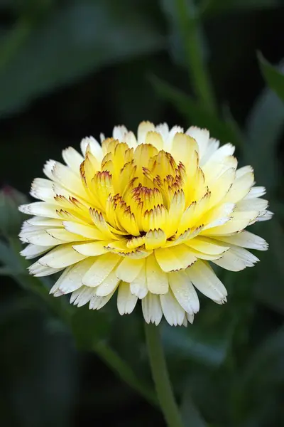 Flowers in garden — Stock Photo, Image