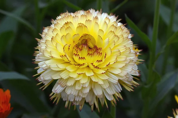 Flowers in garden — Stock Photo, Image