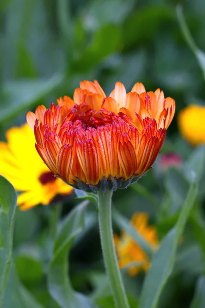 Flowers in garden — Stock Photo, Image