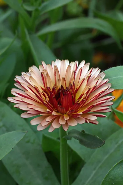 Flowers in garden — Stock Photo, Image