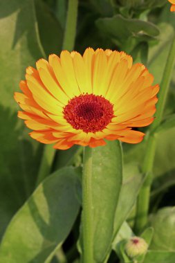 Bahçedeki çiçekler