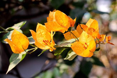 Bahçedeki çiçekler