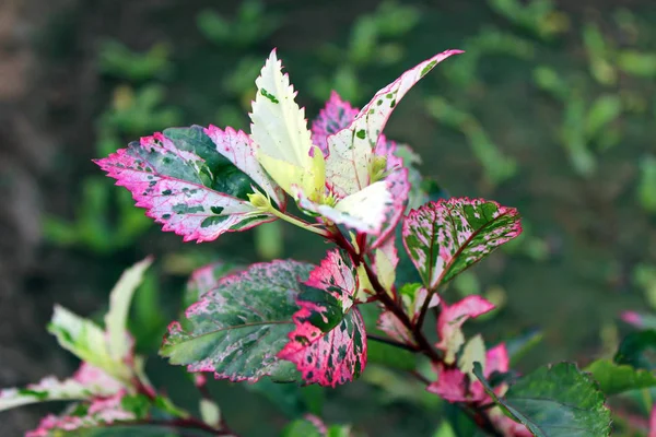 Bloemen in de tuin — Stockfoto