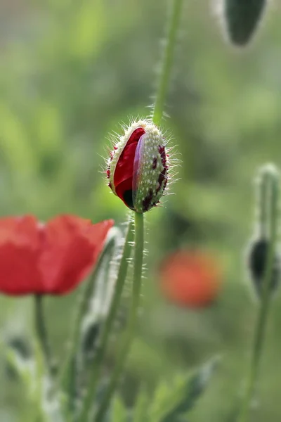 Flowers in garden — Stock Photo, Image