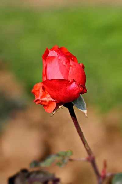 Blommor i trädgården — Stockfoto