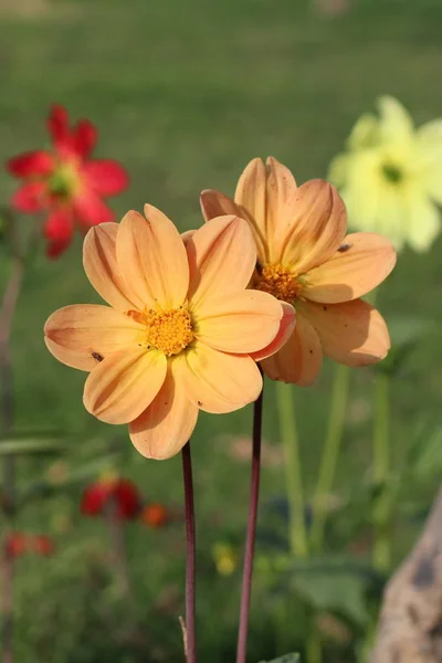 Flower in Park — Stock Photo, Image