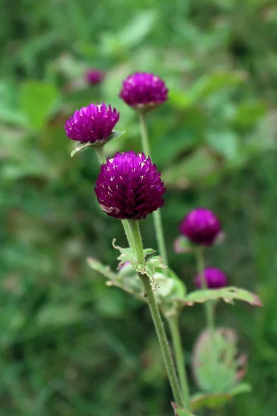 Flower in Park — Stock Photo, Image