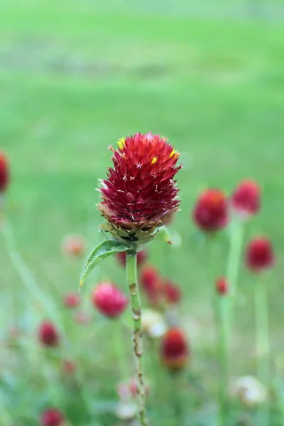 Blomma i park — Stockfoto